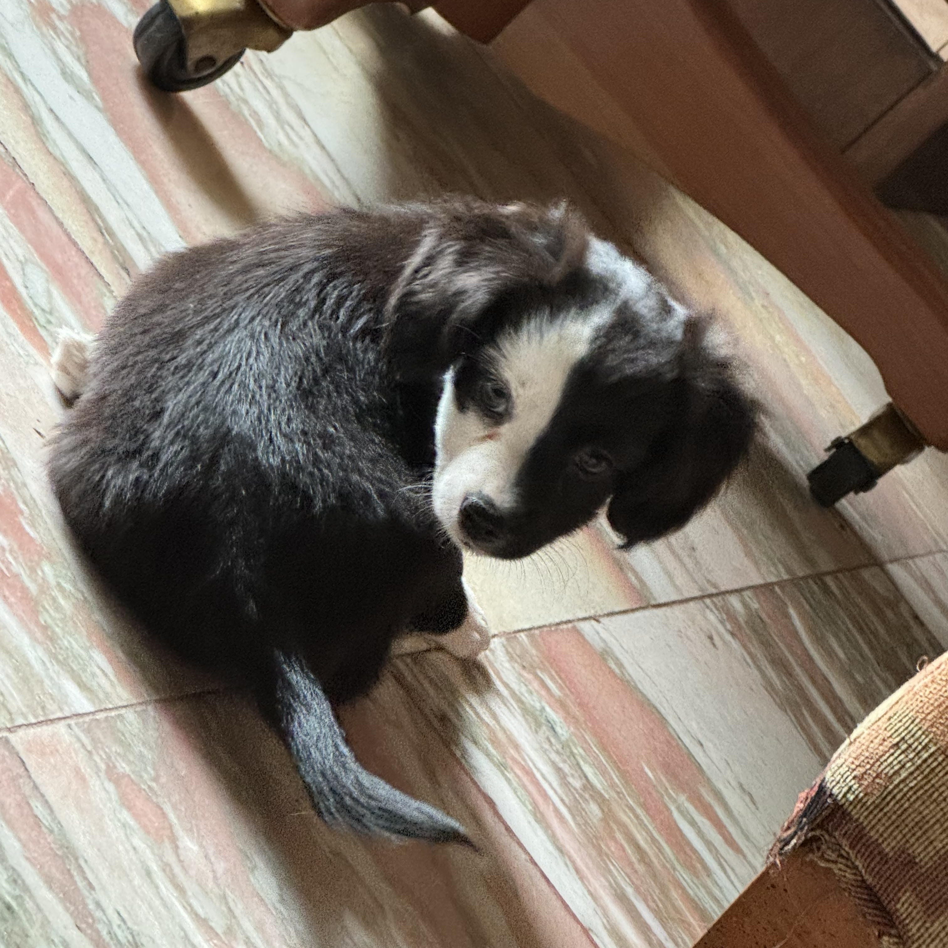 Adopt Moo Today Pets TheCountyOffice