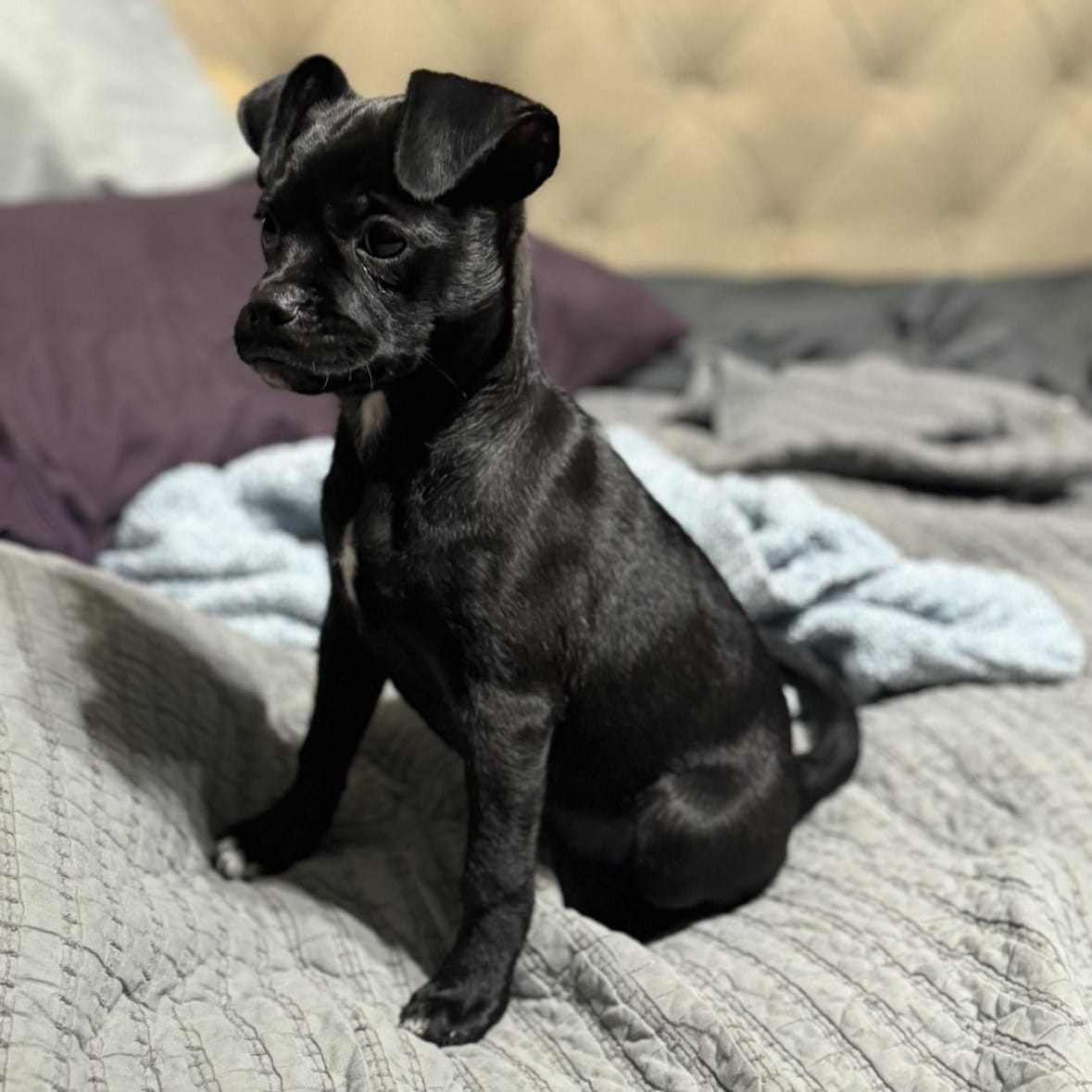 Adopt Wednesday Today Find Paw Pal