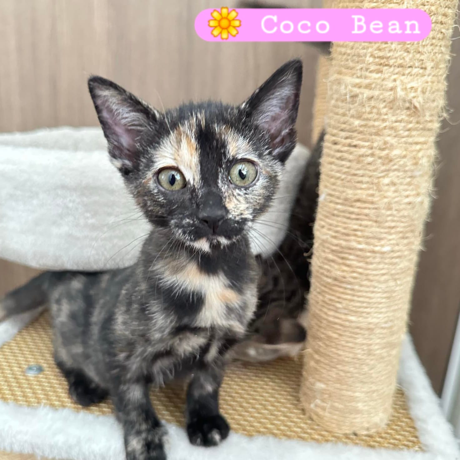 Adopt Lola (2024) Today Find Paw Pal