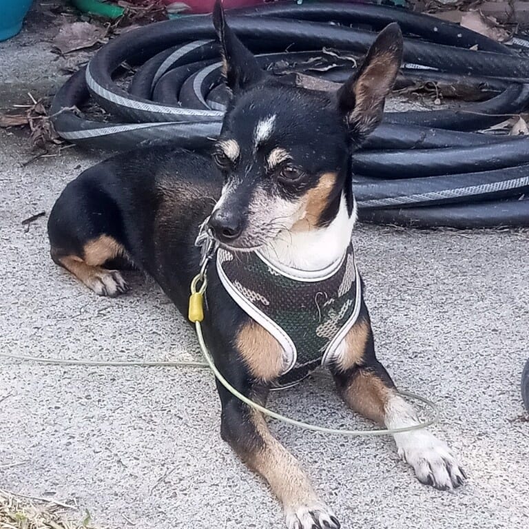 Adopt Ollie Today Find Paw Pal