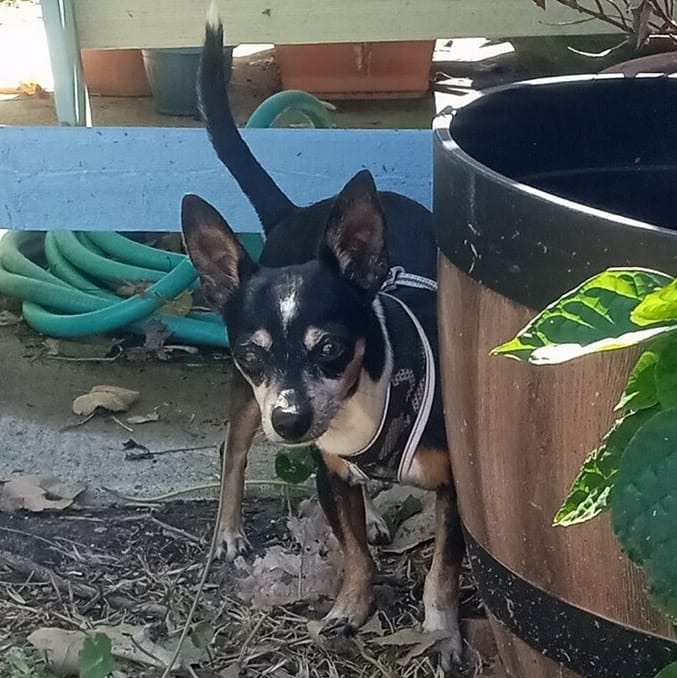 Adopt Ollie Today Find Paw Pal