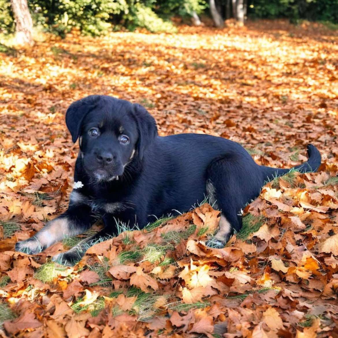 Adopt Simon Today Find Paw Pal