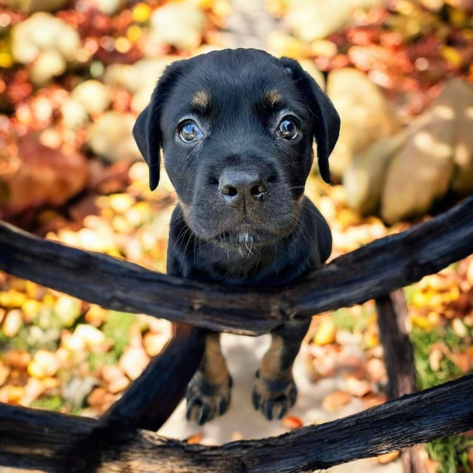 Adopt Howie Today Find Paw Pal