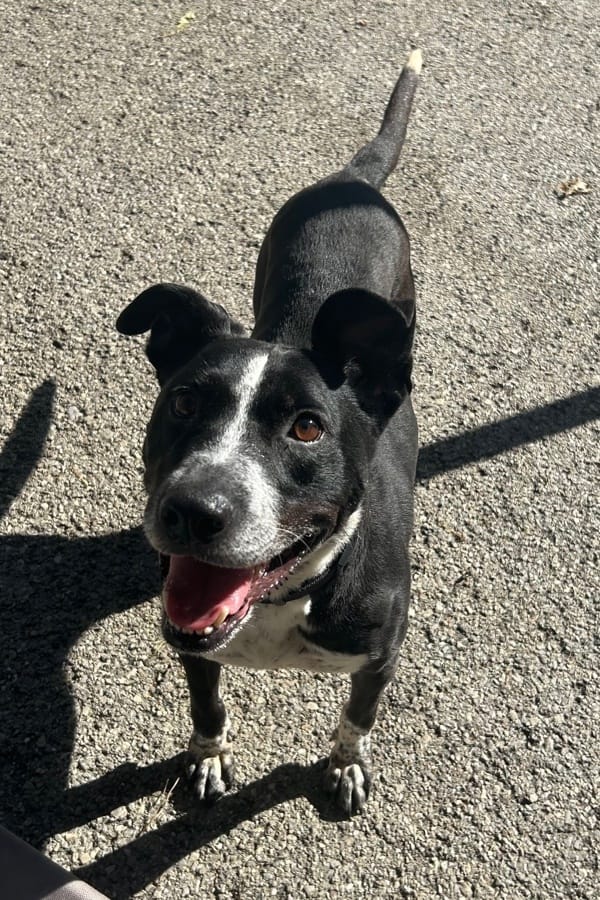 Adopt Lily Pearl Today Find Paw Pal