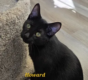 Howard