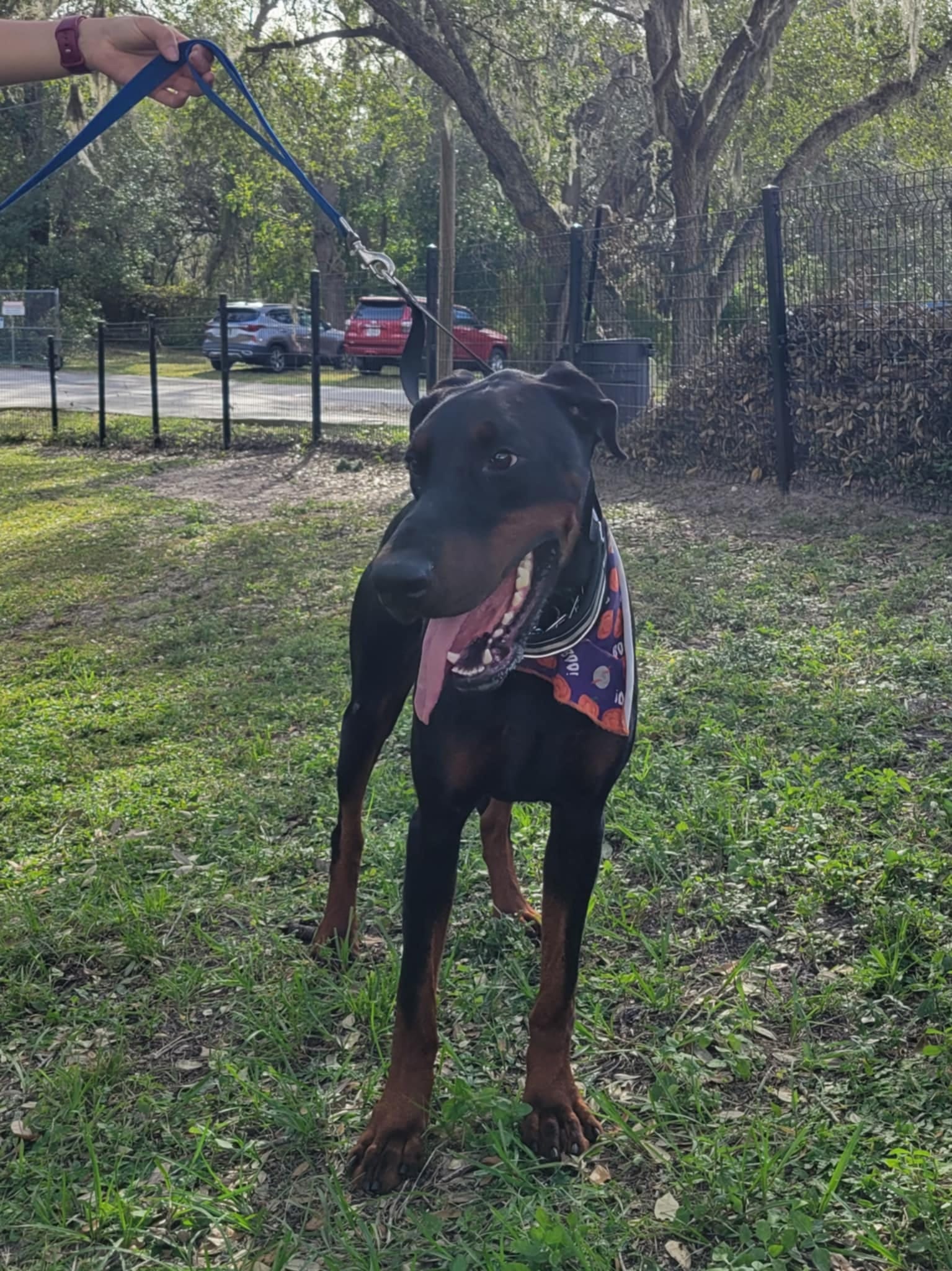 Adopt Howl Today Find Paw Pal