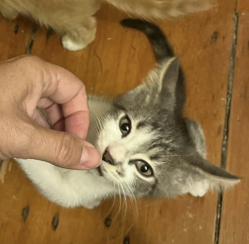 Adopt Skimbleshanks Cats Litter Today Pets TheCountyOffice