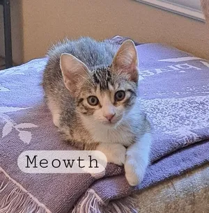 Meowth