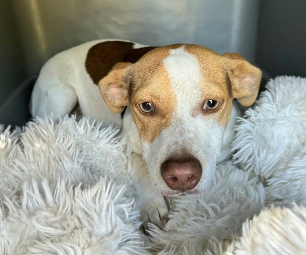 Adopt Ringobroken coat JRT Today Pets TheCountyOffice