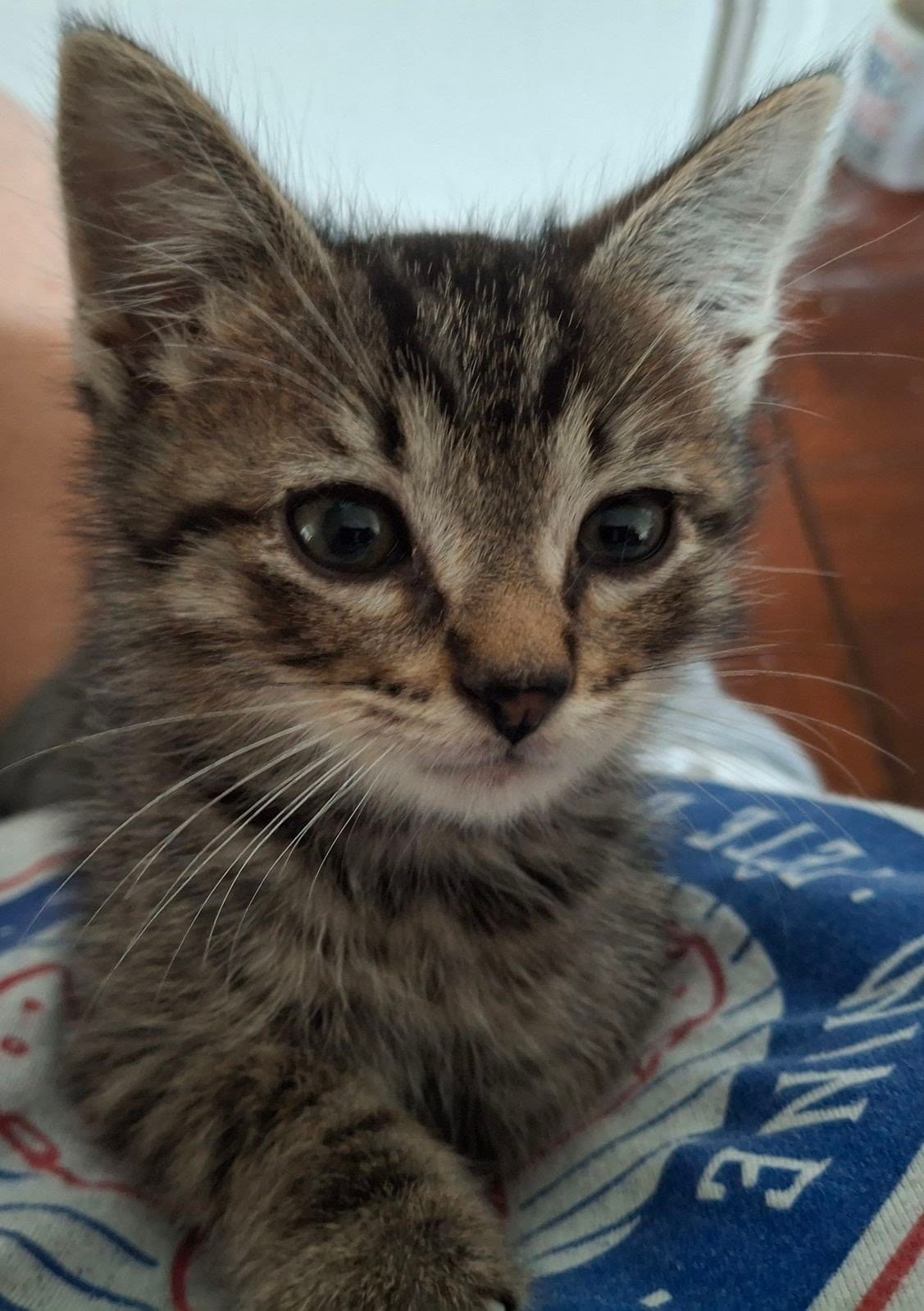 Fritz