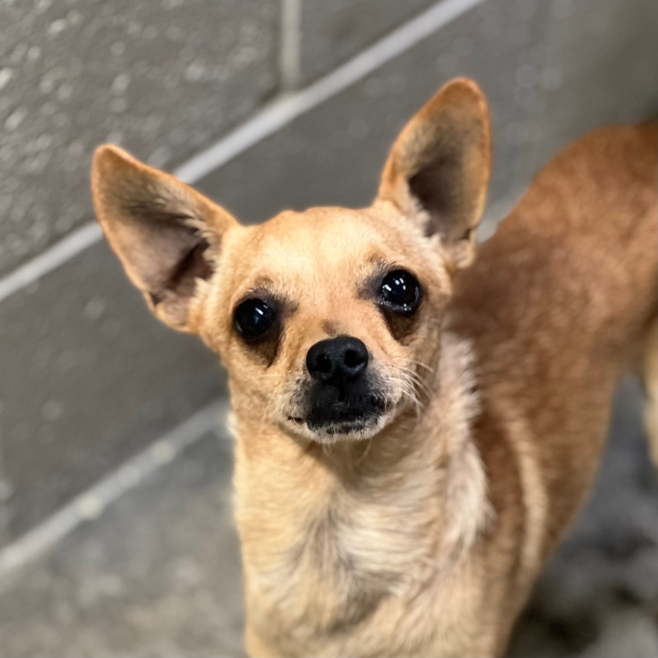 Adopt Ringobroken coat JRT Today Pets TheCountyOffice