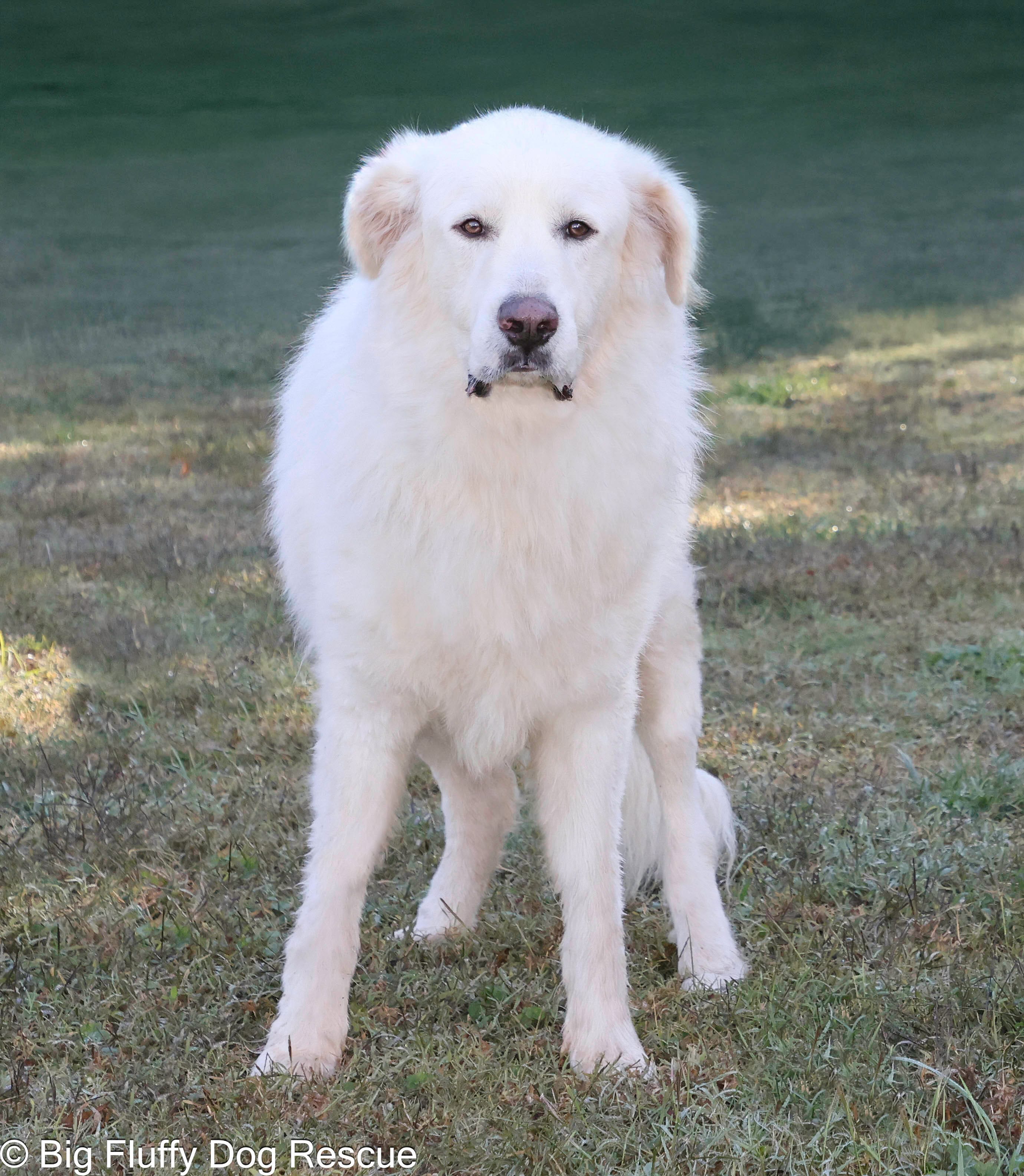 Adopt Grommet Today Find Paw Pal