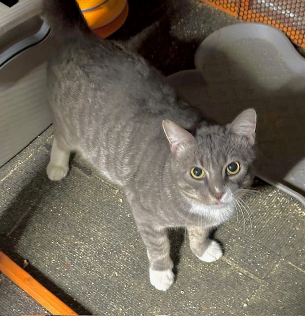 Adopt Tobias Today Find Paw Pal