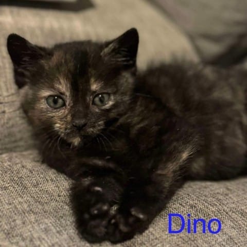 Dino