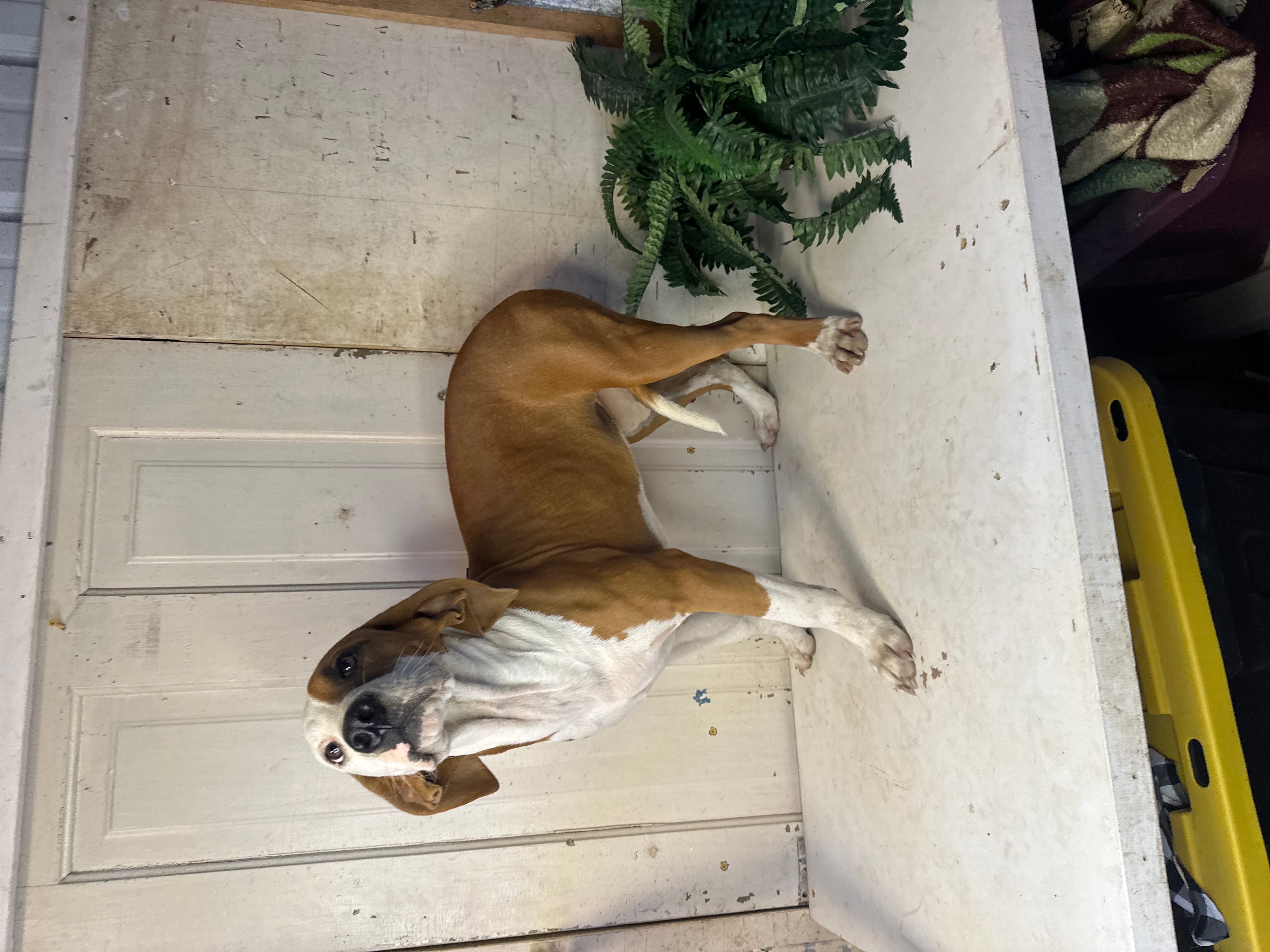 Adopt Cicely Today Find Paw Pal