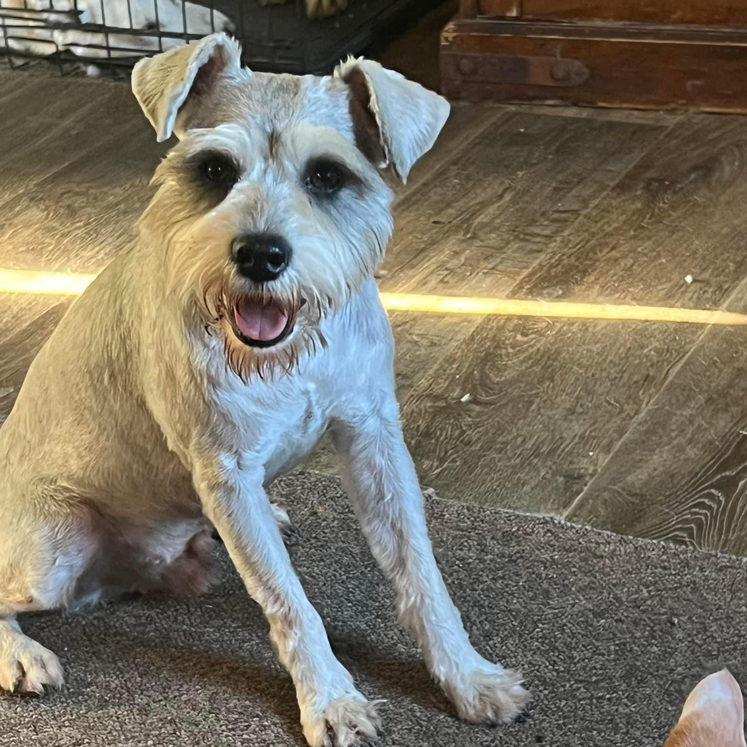 Adopt Bongo Today Find Paw Pal