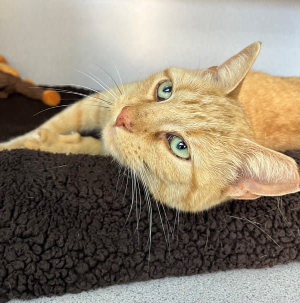 Dustin