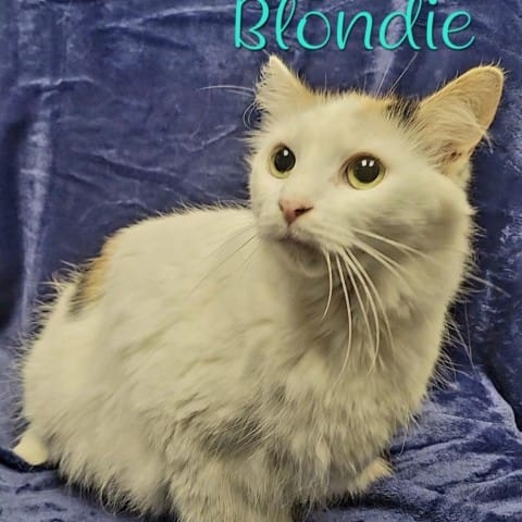 Blondie