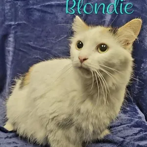 Blondie