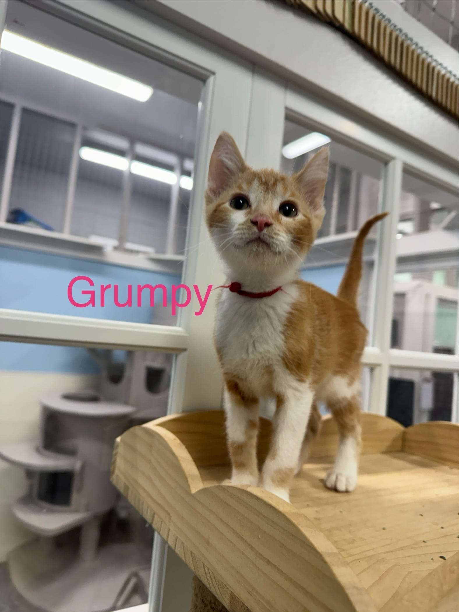Grumpy