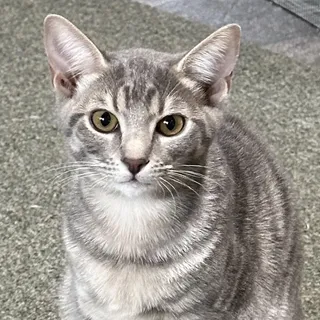 Cranberry - The Ultimate Lap Kitten
