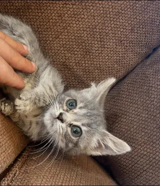 Little T