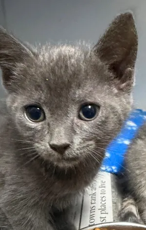 Tobias