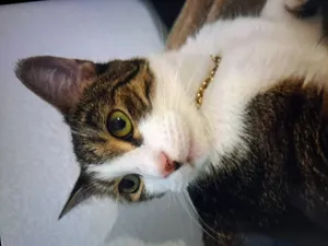 Indi