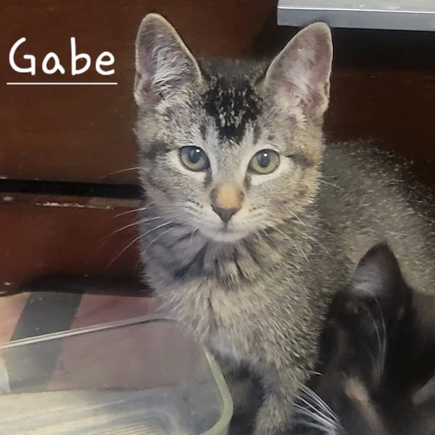 Gabe