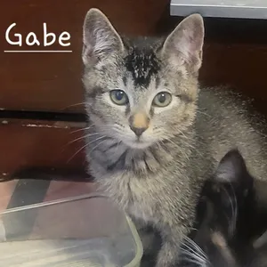 Gabe