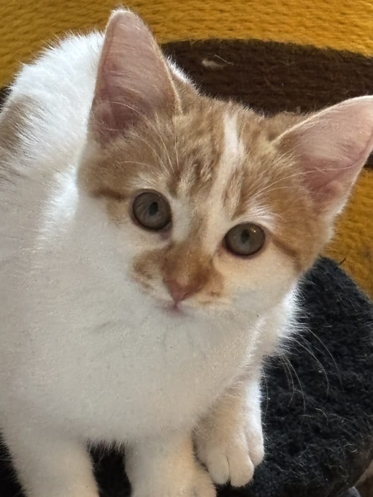 Perla