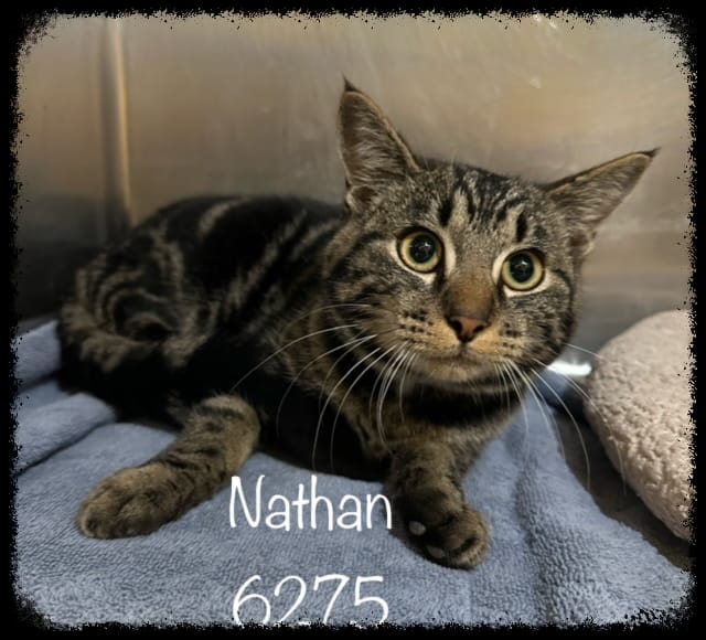 NATHAN
