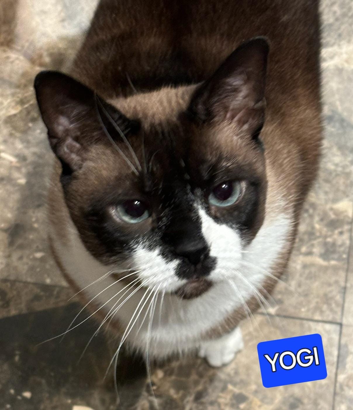 Yogi