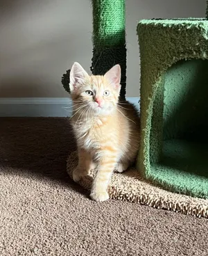 Rebekah
