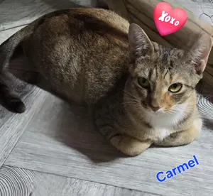 Carmel