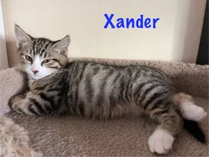 Xander