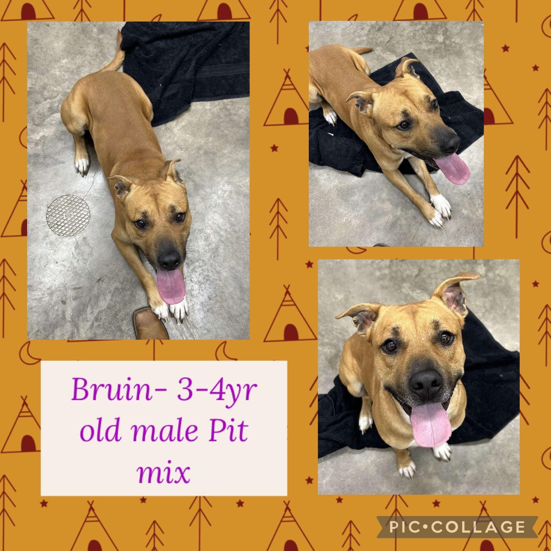 Bruin