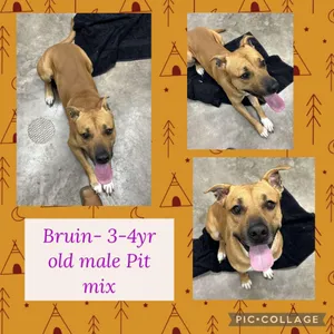 Bruin