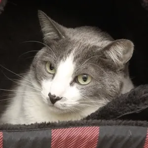 Tino