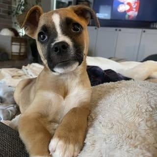 Vada