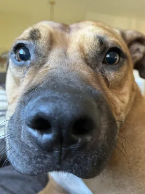 Chulo
