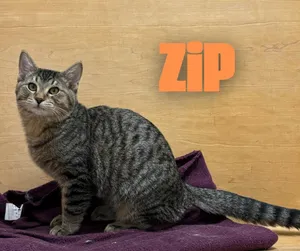 Zip