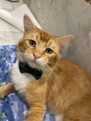Mr. Darcy