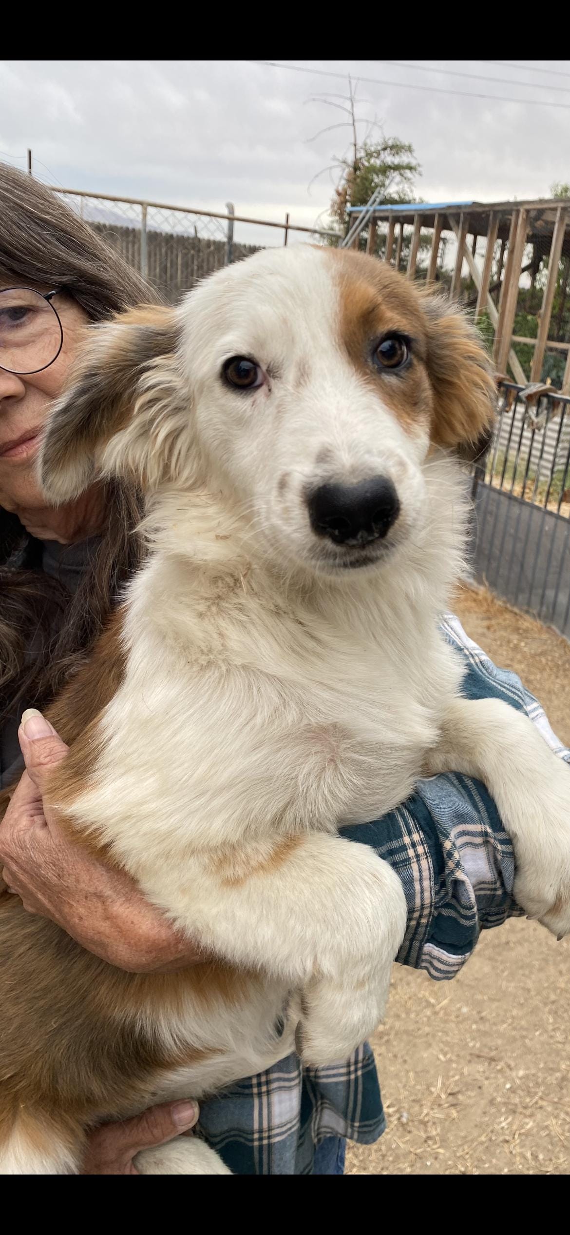 Lassie