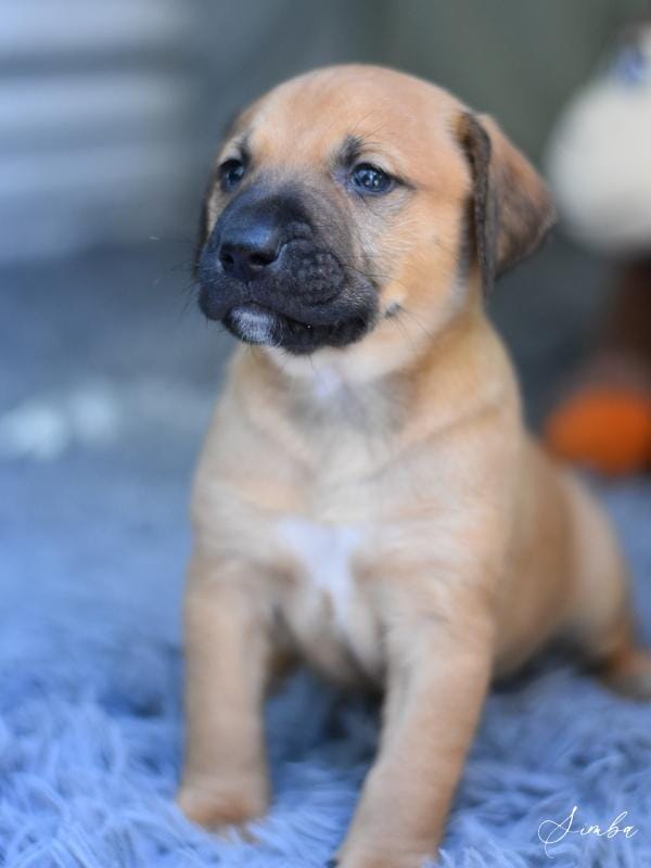 Adopt Simba (Honey's Puppies) Today - Find Paw Pal