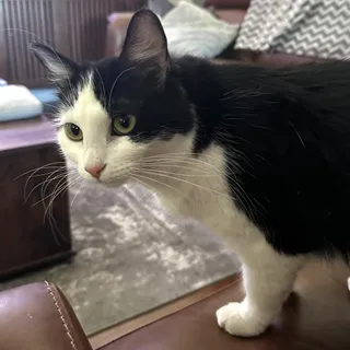 Oreo
