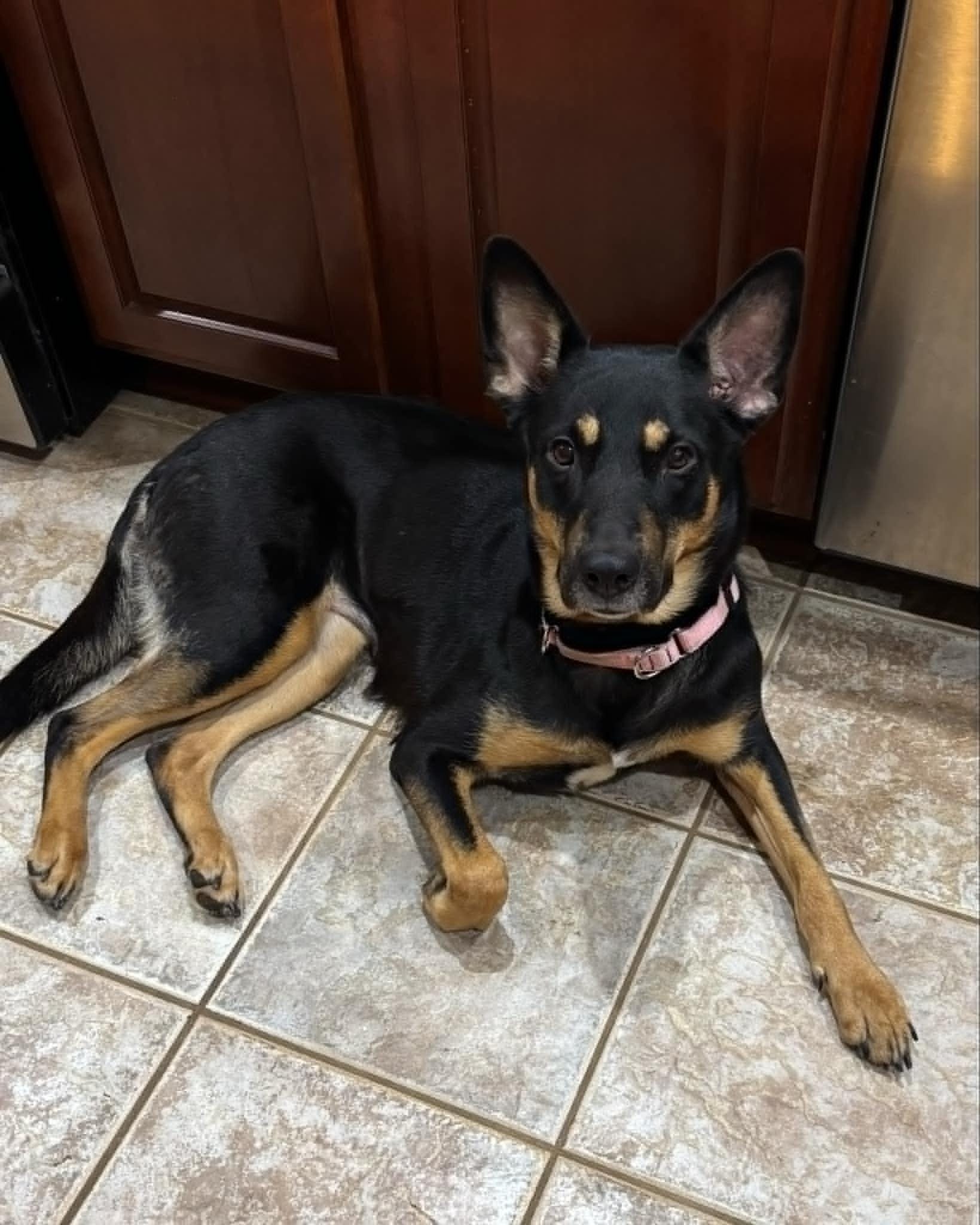 Adopt Lucy ~courtesy post~ Today - Find Paw Pal