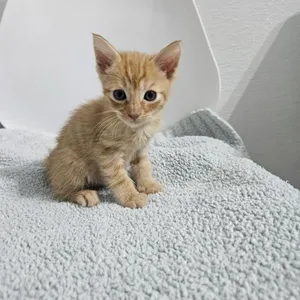 Tapatio