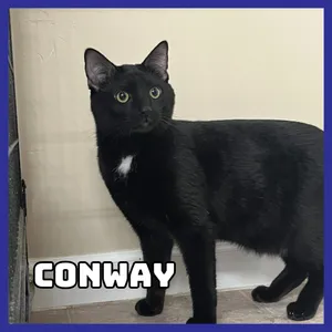 Conway