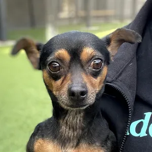 Doby